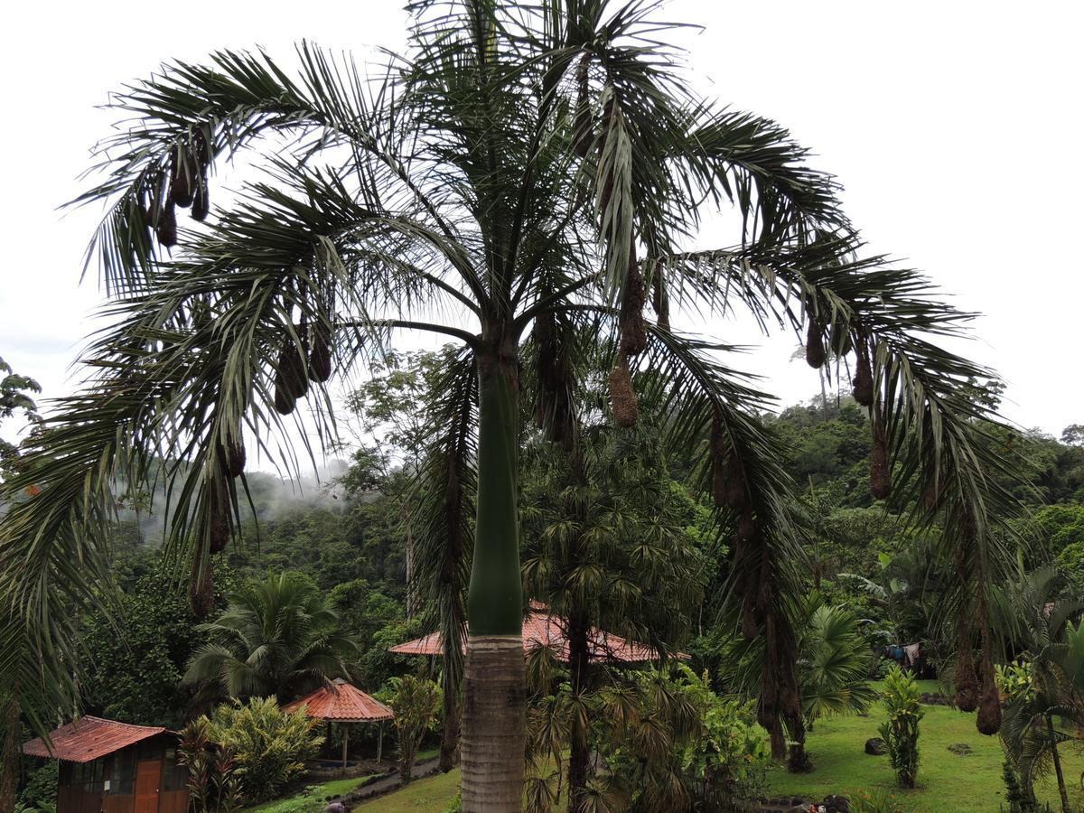 Pacuare River Lodge Bajo Tigre Exterior foto